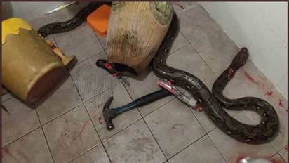 ആക്രമിച്ച പെരുമ്പാമ്പിന്റെ കയ്യില് നിന്നും വീട്ടമ്മ സാഹസികമായി രക്ഷപ്പെട്ടു- വൈറലായി പോസ്റ്റ്