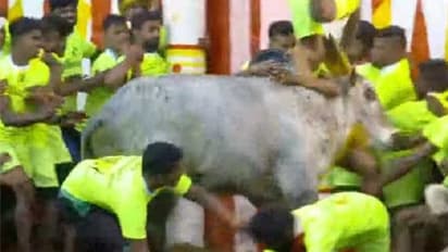 தொடங்கியது உலகப் புகழ்பெற்ற அலங்காநல்லூர் ஜல்லிக்கட்டு .. களத்தில் சும்மா கிழக்கும் காளையர்கள் !!