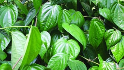 വെറ്റില കൃഷി ചെയ്താല് നല്ല ലാഭം നേടാം, ഈ കര്ഷകന് നേടിയത് മികച്ച വരുമാനം, പരിചരിക്കേണ്ടത് ഇങ്ങനെ