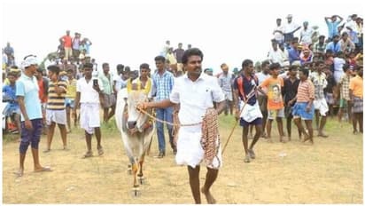 ஜல்லிக்கட்டில் திமிறிய டி.டி.வி.தினகரனின் காளை... சோழன் வென்றானா..? தோற்றானா..?