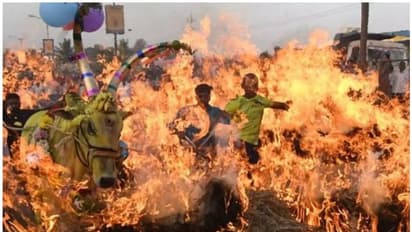 കര്ണാടകയില് പശുക്കളെ തീയിലൂടെ ഓടിക്കുന്ന ക്രൂരമായ ആചാരം; മൗനം പാലിച്ച് ബിജെപി സര്ക്കാര്
