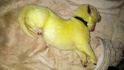 ഇതെന്താ സംഭവം? പച്ച നിറത്തില് പട്ടിക്കുഞ്ഞ്, അന്തം വിട്ട് സോഷ്യല് മീഡിയ!