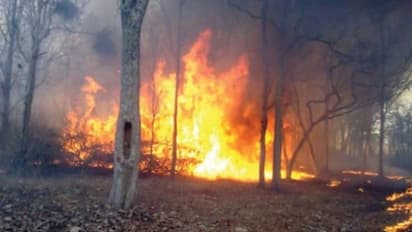പത്തനംതിട്ടയിൽ കാട്ടുതീ പടരുന്നു; ഏക്കറ് കണക്കിന് വനം കത്തിനശിച്ചു