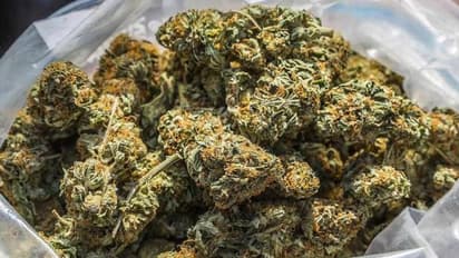 Taliban claims signing deal with Cpharm for 'cannabis processing', Australian company say ‘just all lies’