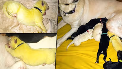 Meet green-coloured 'Hulk': Puppy's pictures go viral