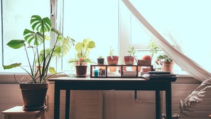 গাছ দিয়ে ঘর সাজাবেন কী করে, থাকল কলকাতাবাসীর জন্য় ফান্ডা