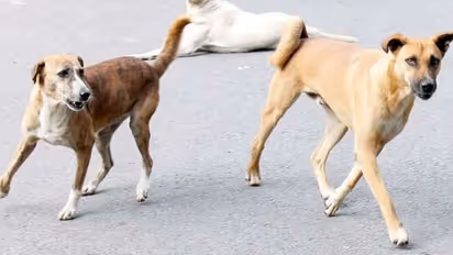 വൈക്കത്ത് തെരുവ് നായയുടെ ആക്രമണത്തിൽ നാല് പേർക്ക് പരിക്ക്, പേവിഷബാധയുണ്ടെന്ന് സംശയം