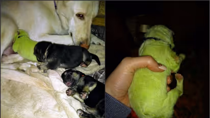 জন্ম নিল সবুজ রঙের কুকুরছানা, নেটপাড়ায় পড়ল শোরগোল