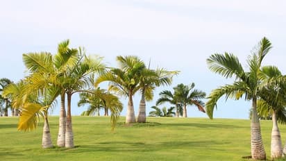 അലങ്കാരപ്പനകള് പൂന്തോട്ടത്തിലും വീടിനകത്തും വളര്ത്താം