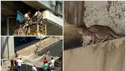 മെട്രോ ട്രാക്കിൽ പൂച്ച പെട്ടു; രക്ഷിക്കാൻ ഫയര് ഫോഴ്സ്