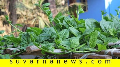 ಬಾಯಿಗೆ ರುಚಿ, ದೇಹಕ್ಕೆ ಹಿತ ನೀಡುವ ಬಸಳೆ-ಅಲಸಂದೆ ಕಾಳು ಸಾಂಬಾರ್