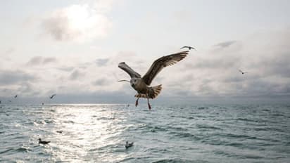 ক্রমশ বাড়ছে সামুদ্রিক পাখিদের মৃত্যু, সমীক্ষায় চাঞ্চল্যকর তথ্য
