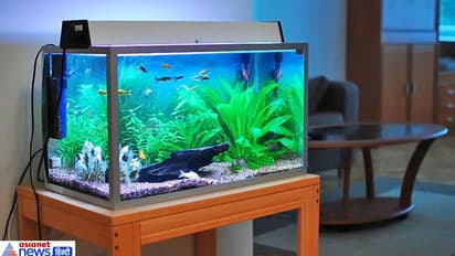 ವಾಸ್ತು ದೋಷ; ಫೆಂಗ್ ಶುಯ್ನಲ್ಲಿದೆ ಪರಿಹಾರ