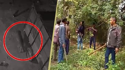 কলকাতার কাছেই বাঘের আতঙ্ক, কোন্নগরে ভয় ধরাল সিসিটিভি-র ছবি