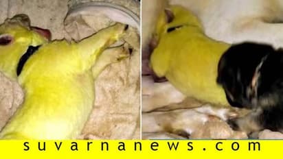 ಹಸಿರು ಬಣ್ಣದ ಶ್ವಾನಗಳ ಜನನ, ಕುತೂಹಲಕಾರಿ ಕತೆ ಅನಾವರಣ!