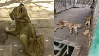 കൂട്ടിനുള്ളില് നരകിക്കുന്ന മിണ്ടാപ്രാണികള്; പട്ടിണി കിടന്ന് ചാവാറായ സിംഹങ്ങള്ക്ക് സഹായം തേടി ട്വിറ്റര്