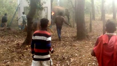 সমস্যা সমাধানে অপারগ বন দফতর, হাতি ফেরাতে দশ বছর পিছনে