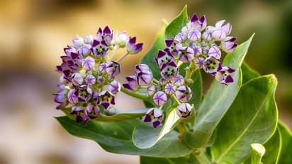 শরীরের বিভিন্ন ব্যথা কমাতেও কার্যকরী আকন্দ গাছ, জেনে নিন উপকারিতা