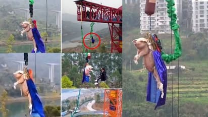230 അടി ഉയരത്തിലെ ആകാശച്ചാട്ടം ഉദ്ഘാടനം ചെയ്യാന് കൈകാലുകള് കെട്ടിയ പന്നി; രൂക്ഷവിമര്ശനം