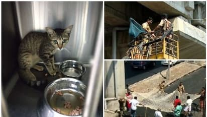 മെട്രോയിൽ നിന്ന് രക്ഷപ്പെടുത്തിയ പൂച്ചയ്ക്ക് പേരിട്ടു, 'മെട്രോ മിക്കി'; ദത്ത് നൽകാനുള്ള തയ്യാറെടുപ്പുകൾ ആരംഭിച്ചു