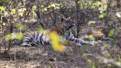 രന്തംപോറിലെ കടുവയുടെ അന്ത്യം; 'ഡോളര്' മഹാമനസ്കന്, അനുശോചിച്ച് മുഖ്യമന്ത്രിയും