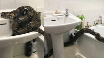 കുളിമുറിയിലെ അതിഥിയെ കണ്ട് ഞെട്ടിത്തരിച്ച് യുവതി, ബാത്ത് ഡബ്ബില് ചുറ്റിവരിഞ്ഞ് എട്ടടി നീളമുള്ള പാമ്പ്