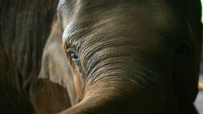 Man should give way for jumbos: Supreme Court while observing Nilgiris Elephant Corridor case