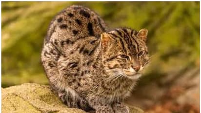 বাঘরোল হত্যায় হোক ৩ থেকে ৭ বছরের জেল,সওয়াল বন্য়প্রাণী কর্মী হীরক নন্দীর