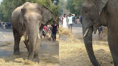 মদের খোঁজে মা-শিশুকে খুন, দাঁতালের তাণ্ডবে উত্তাল গ্রাম