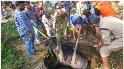 ജെല്ലിക്കെട്ട് സിനിമയെ വെല്ലുന്ന രക്ഷാപ്രവര്ത്തനം; കിണറ്റിൽ വീണ പോത്തിനെ രക്ഷപെടുത്തി