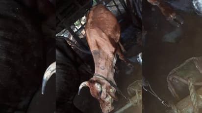 കന്നുകാലികളിൽ കണ്ടുവരുന്ന സാംക്രമിക രോഗമായ ചർമ്മമുഴ ഹരിപ്പാടും പടരുന്നു