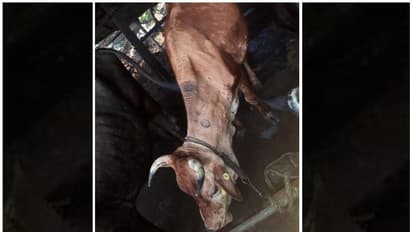 കന്നുകാലികള്ക്ക് വൈറസ് രോഗമായ ചർമ മുഴ; ക്ഷീരകര്ഷകര്ക്ക് ആശങ്ക