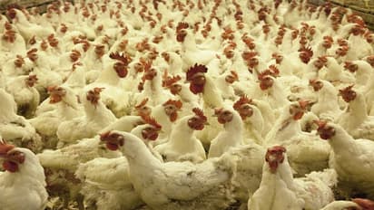 করোনা-আতঙ্কে ভরাডুবি পোলট্রি ব্যবসায়, ক্ষতি ৩০০ কোটি