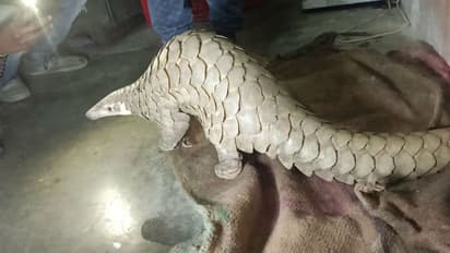 আচমকা হানা বন দফতরের, শাসনে উদ্ধার ১৫ কেজির প্যাঙ্গোলিন