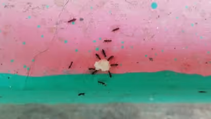 ঘরে কালো পিঁপড়ে, জানান দেয় এই লক্ষণগুলি