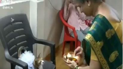 নতুন জামা পরে বসে রয়েছে মার্জার সুন্দরী, মঙ্গল কামনায় চলছে আরতি, ভাইরাল হল টিকটক ভিডিও