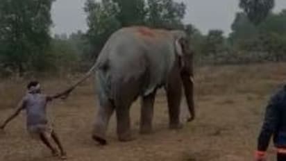 হাতির লেজ টেনে ধরলেন গ্রামবাসীরা, সোশ্যাল মিডিয়ায় ভাইরাল ভিডিও