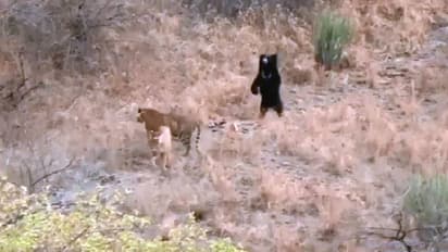 പേടിച്ചരണ്ട് ഓടുന്ന കടുവകള്, വിറപ്പിച്ച് കരടി; വീഡിയോ