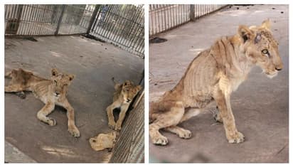 সুদানের চিড়িয়াখানায় পশুরাজের করুণ দশা, বাঁচাতে সোশ্যাল মিডিয়ায় প্রচার শুরু নেটিজেনদের