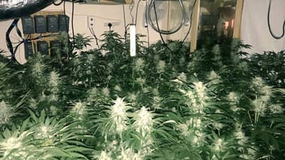 ആ കുട്ടി യുകെയിലെ കഞ്ചാവുതോട്ടത്തിൽ അടിമയായി കഴിഞ്ഞത് വര്ഷങ്ങള്; വിയറ്റ്നാമില്നിന്നുള്ള പലായനങ്ങളുടെ കഥ