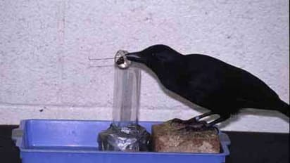 कौवा बिरयानी नहीं, जनाब बेच रहे थे कौवा चिकन, पहुंच गए जेल