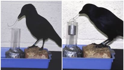 ഇരുകാലികൾ കഴിഞ്ഞാൽ പിന്നെ ഏറ്റവും ബുദ്ധിയുള്ളത് കാക്കകൾക്കെന്ന് അന്താരാഷ്ട്രപഠനം