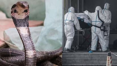 കൊറോണ വൈറസിന്റെ ഉറവിടം പാമ്പുകളോ?