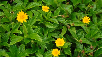 കൊച്ചിന്‍ ഇന്‍റര്‍നാഷണല്‍ എയര്‍പോര്‍ട്ടില്‍ 'സിംഗപ്പൂര്‍ ഡെയ്‍സി' നട്ടുപിടിപ്പിക്കാന്‍ അധികൃതര്‍, പാരിസ്ഥിതിക പ്രത്യാഘാതമുണ്ടാകുമെന്ന് വിദഗ്ദര്‍