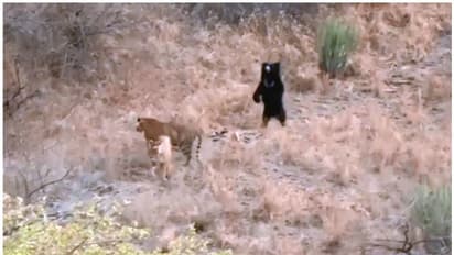 ഒറ്റയ്ക്കാണെങ്കിലെന്ത്? രണ്ട് കടുവകളെ തുരത്തിയോടിക്കുന്ന കരടി: വൈറൽ വീഡിയോ കാണാം