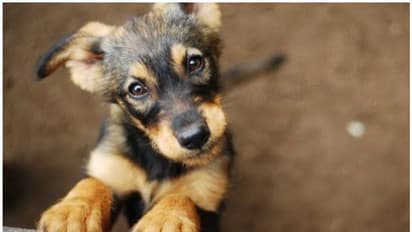 কুকুর ছানাদের বিষ খাইয়ে খুন, দেহ আগলে বসে 'অবুঝ' মা