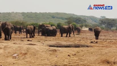 Elephant Corridor survey process completed: NBF thanks Bengaluru Urban DC