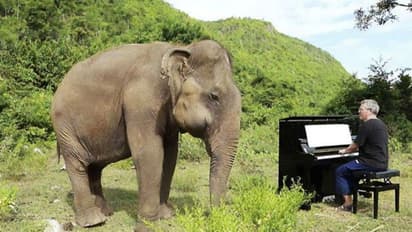 পিয়ানোর তালে নাচছে অন্ধ হাতি, নেট দুনিয়ায় ভাইরাল হল ভিডিও