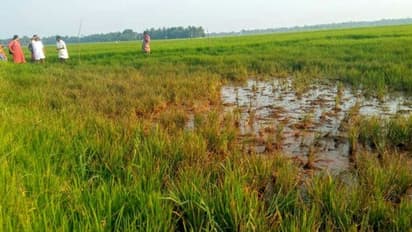 ആനക്കിടാവിരുത്തി പാടത്ത് പുളിയിളകി നെല്കൃഷി നശിച്ചു; ആശങ്കയിൽ കർഷകർ