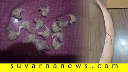 ಅರಣ್ಯ ಇಲಾಖೆ ಅಧಿಕಾರಿಗಳ ದಾಳಿ : ಚಿರತೆ ಉಗುರು, ಆನೆದಂತ ವಶ